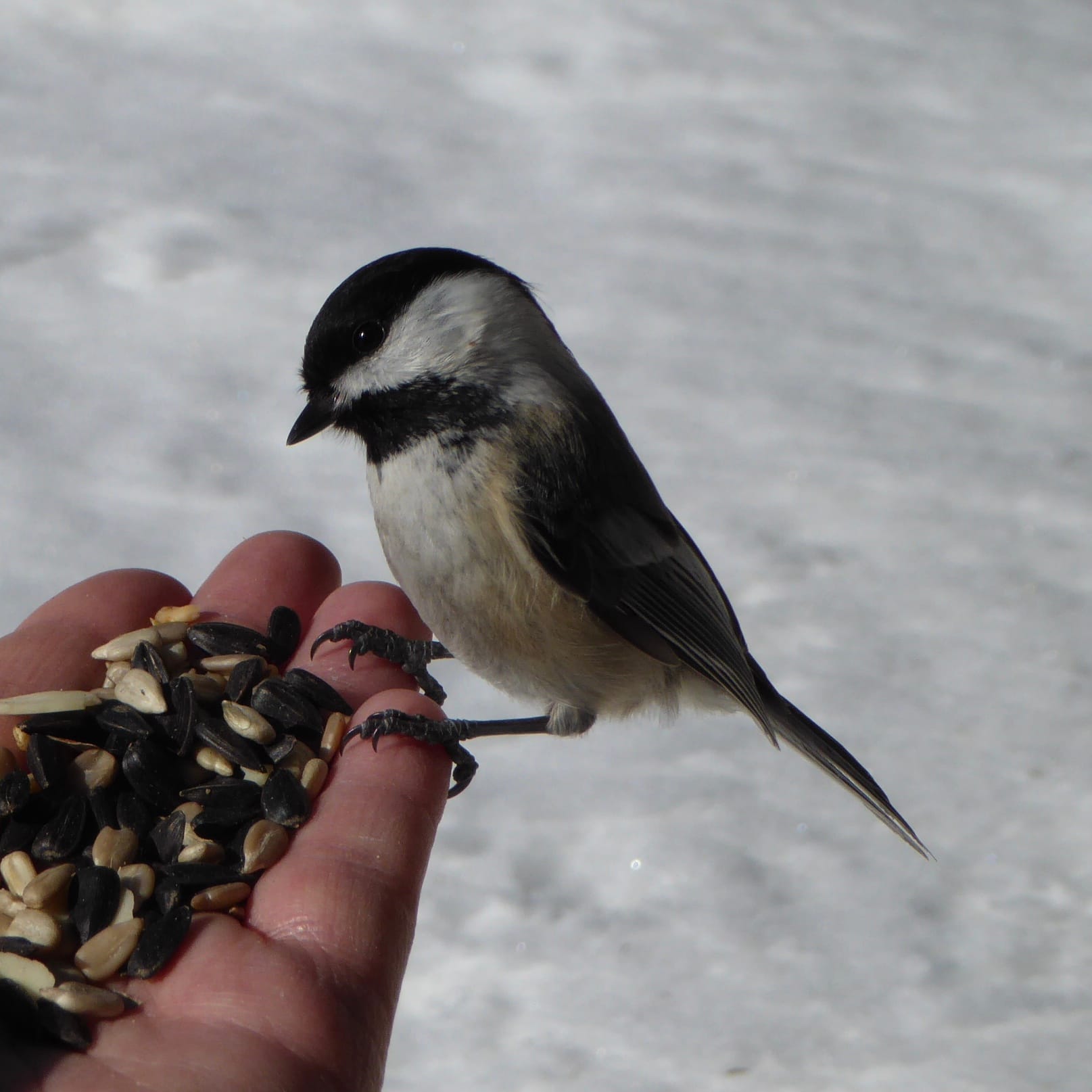 A small Black-capped Chickadee perches on a white person's hand, which is filled with a mix of seeds, against a snowy background.