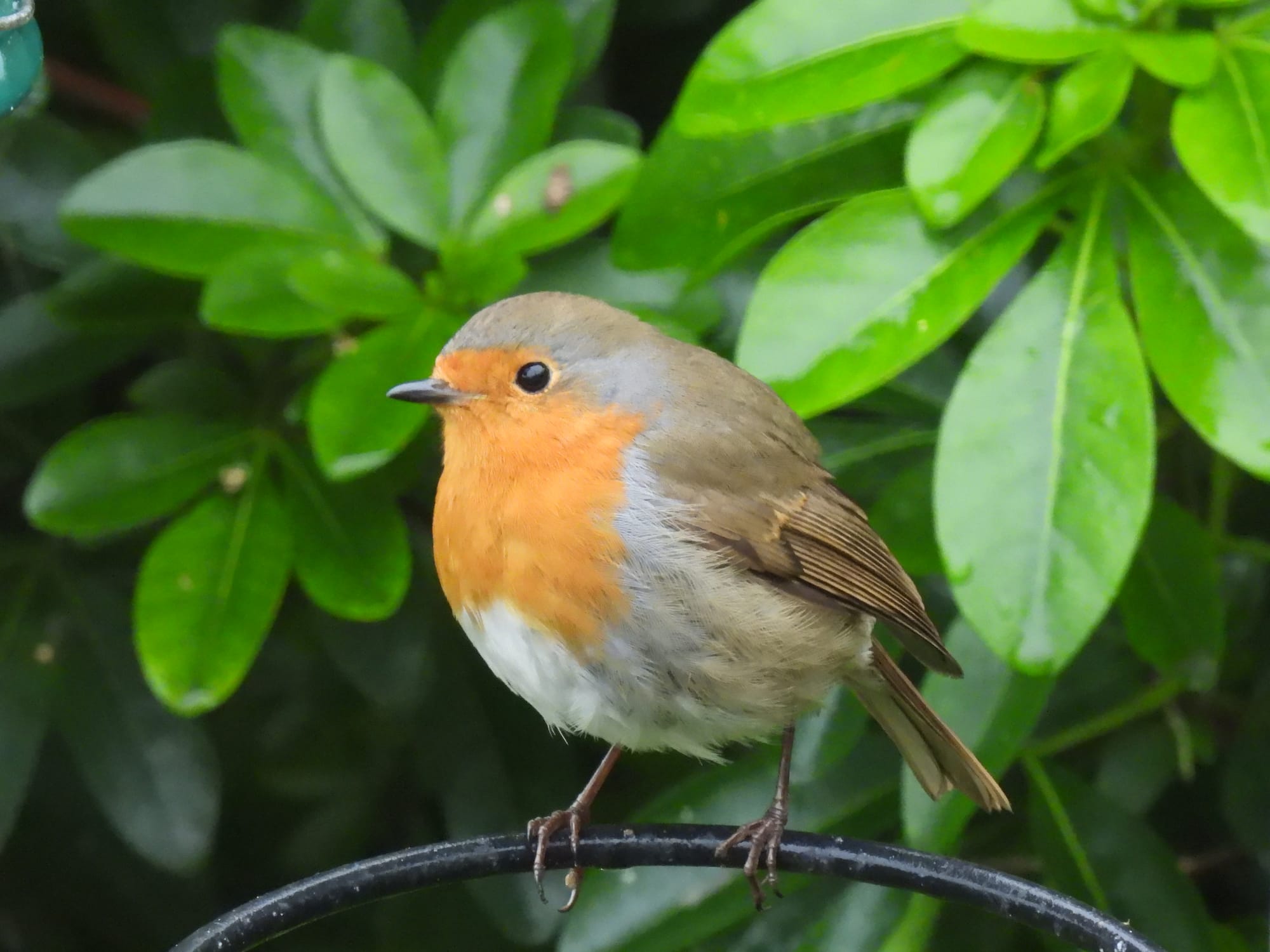 A small European Robin with a bright orange breast and grayish-brown wings perches on part of a black metal feeder holder. Bright green leaves are behind the bird.