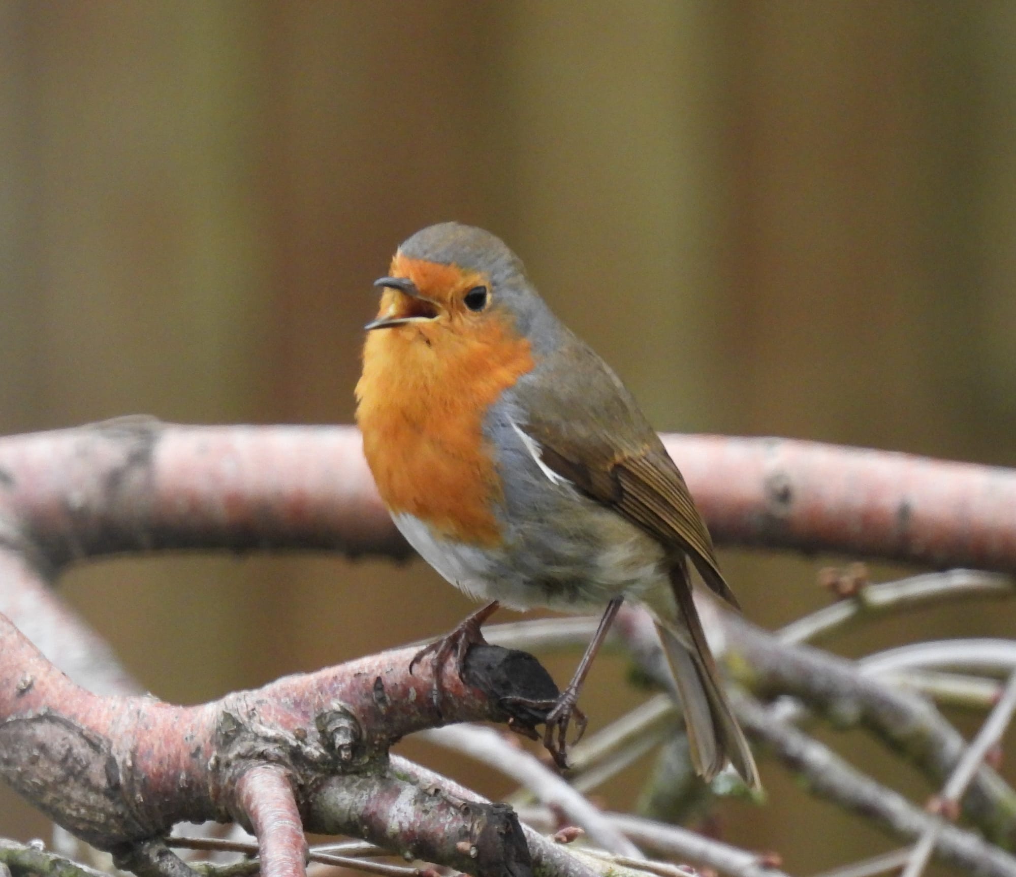  A European Robin with a vibrant orange breast and gray head perches on a thick, reddish-brown tree branch, its beak open as if singing or calling. Its small feet grip the textured bark. The background is a blurred brown fence.