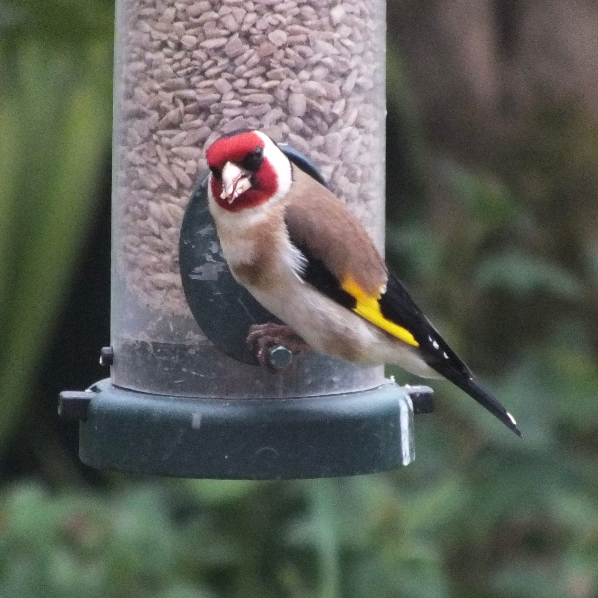  A European Goldfinch with a vibrant red head and yellow wing patch is perched on a hanging bird feeder filled with seeds. The background is blurred green leaves.