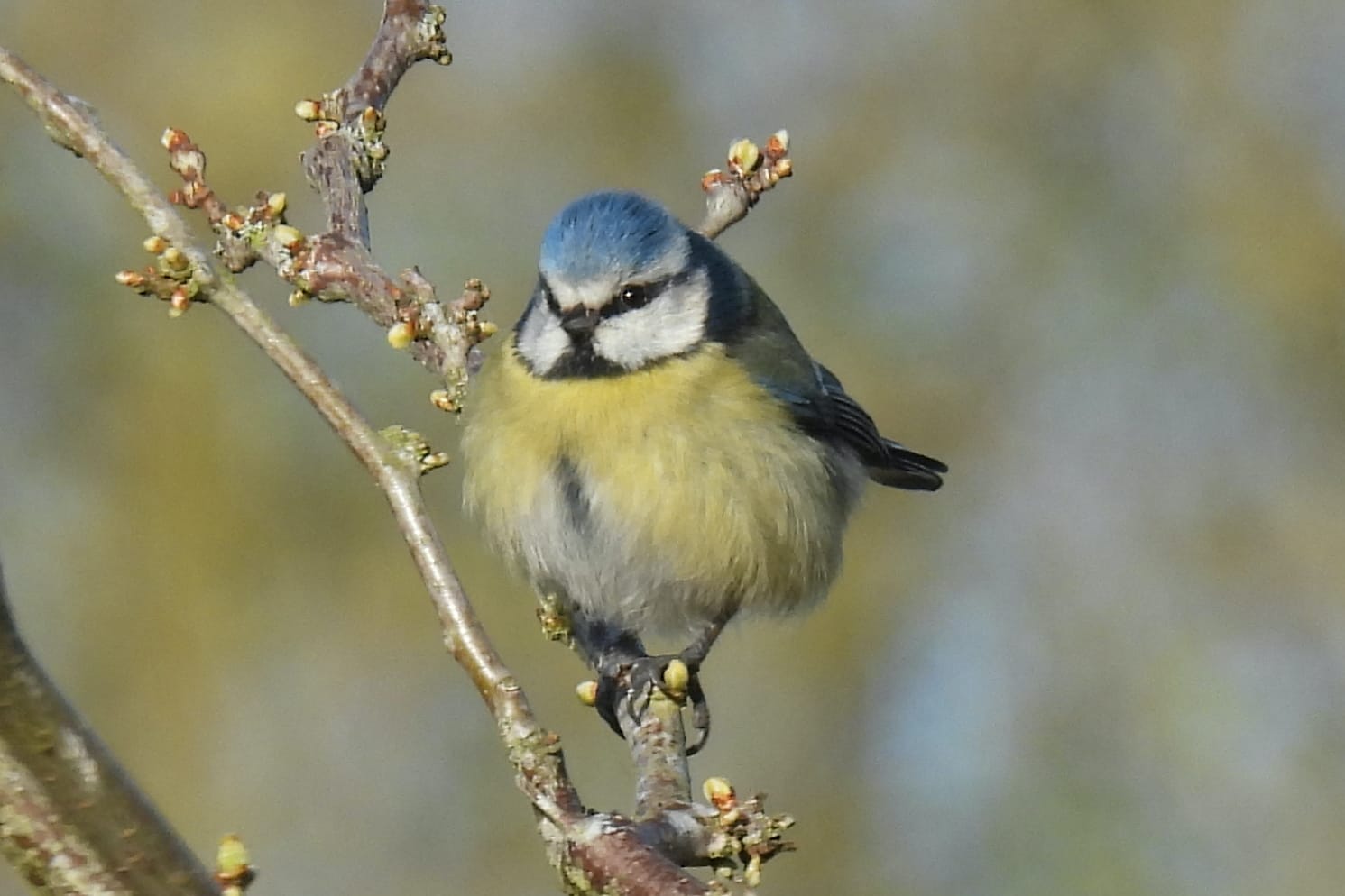A small Eurasian Blue Tit with a blue head, yellow breast, and white cheeks perches on a slender tree branch showing budding leaves. Its tiny feet grip the branch as it faces the camera with a focused gaze.