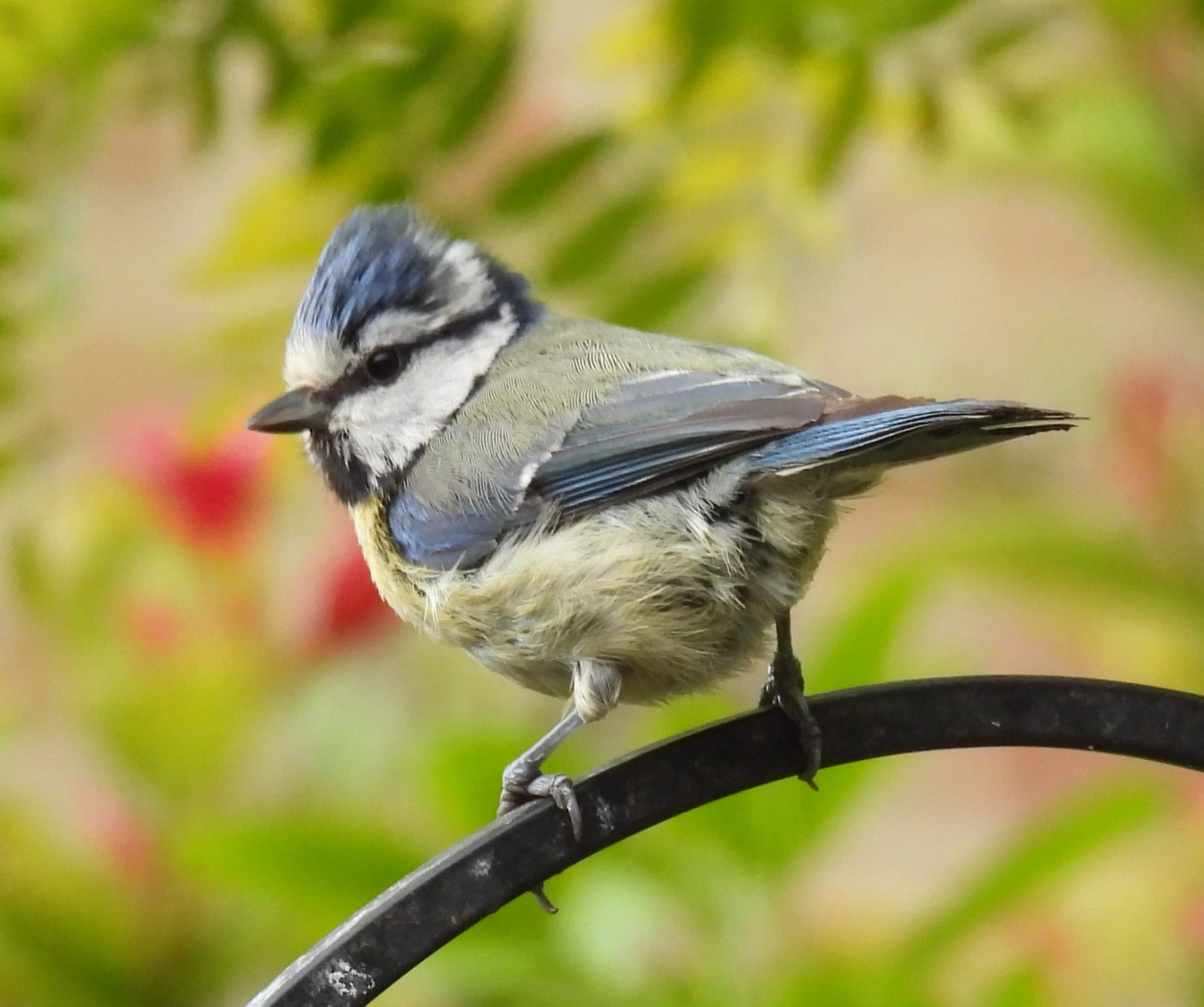 A small Eurasian Blue Tit perches on a black metal wire, its blue raised crest and white face contrasting with its greenish-yellow body. The background is bright green leaves