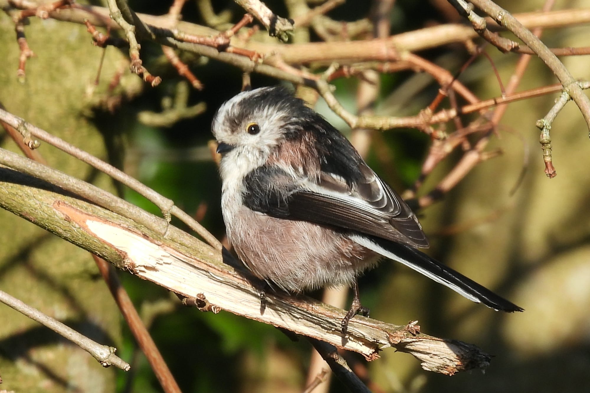 A Long-tailed Tit, a small bird with a gray and black head, white cheeks, and a long black tail perches on a thin, weathered branch. Its fluffy grey-brown body and dark eye stand out against the backdrop of bare, tangled twigs.