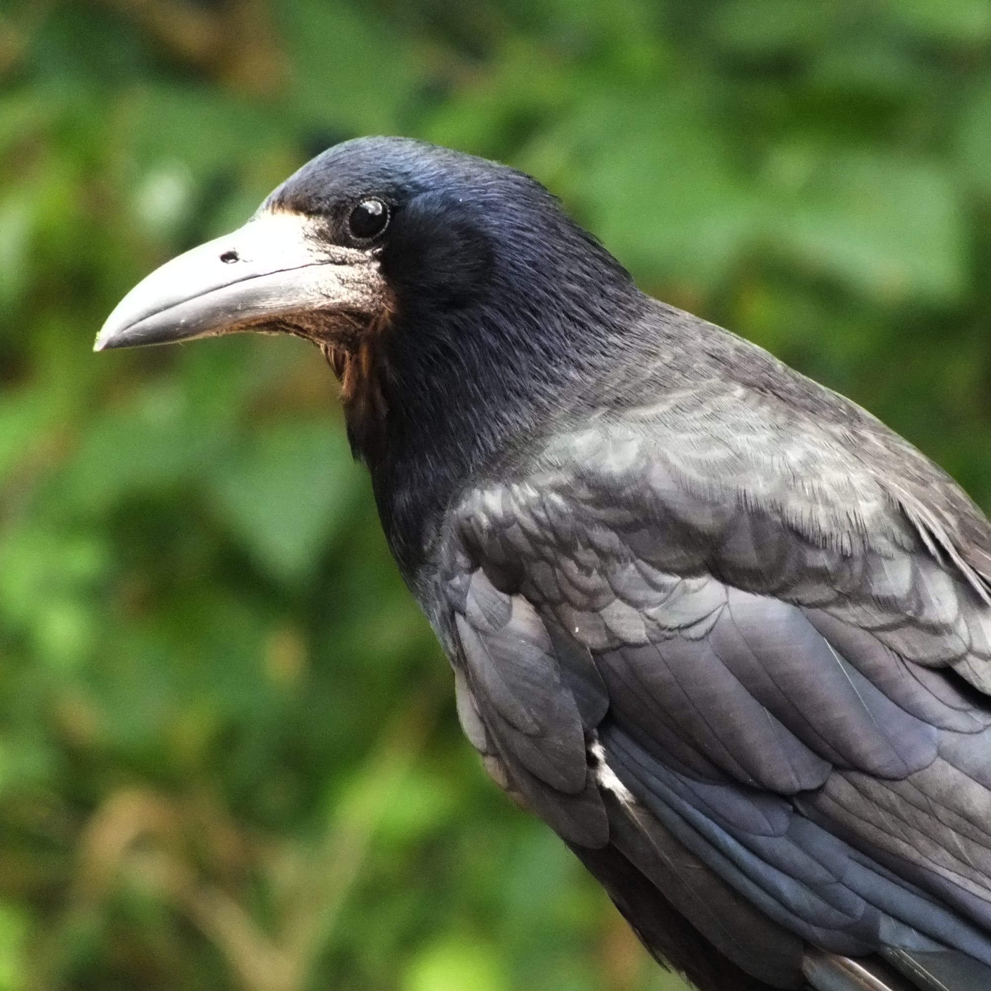 Close-up of a Rook. This crow-sized bird has a large, pale beak and glossy dark feathers. The feathers have a greenish sheen. The bird's head is turned slightly to the left against a blurred green background of foliage.