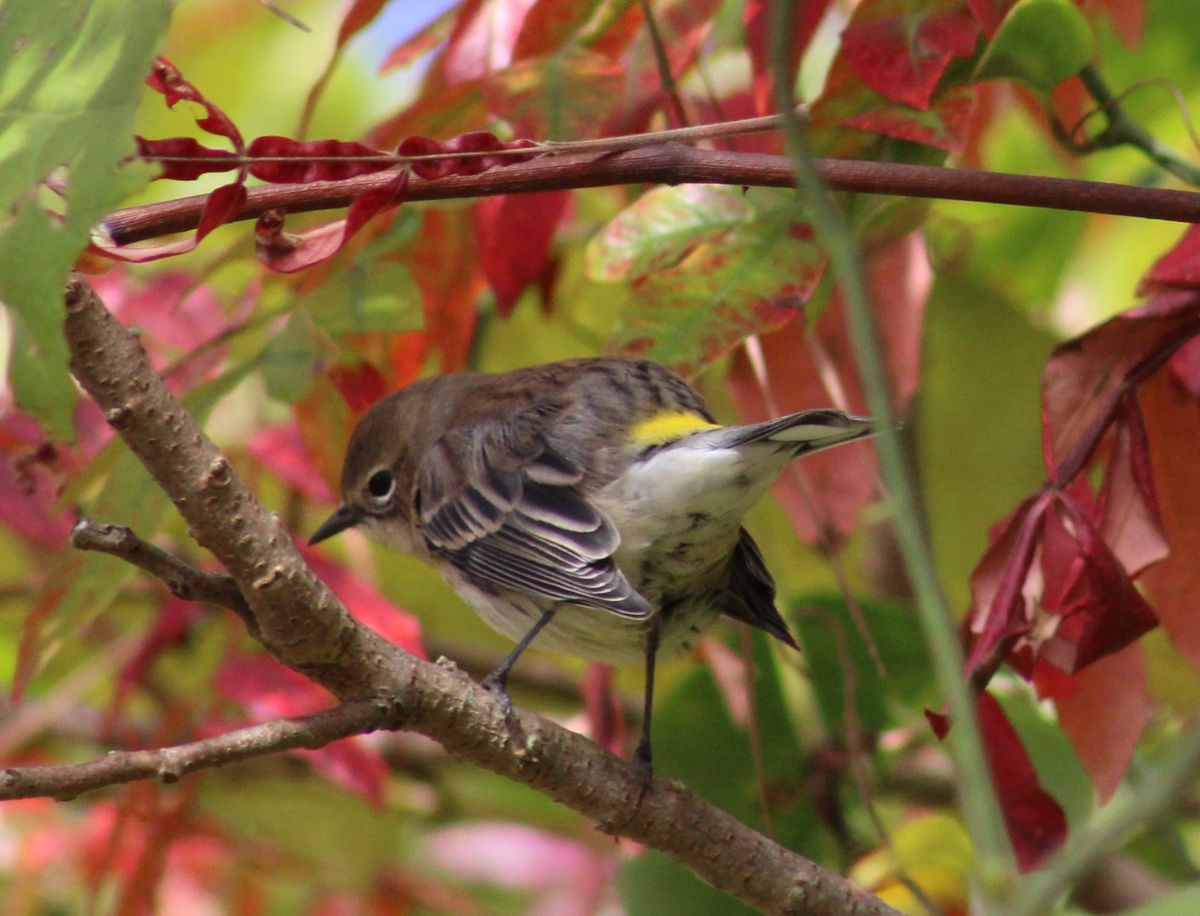 April 26, 2026 - Maggie Hendricks, Guest Birder