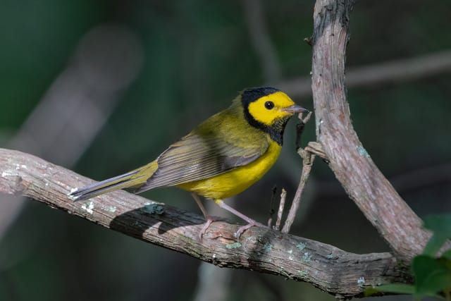 April 30, 2026 - Mark Calcagni, Guest Birder