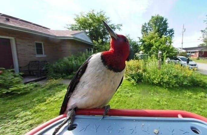 September 26, 2026 - Scott O'Kelley, Guest Birder