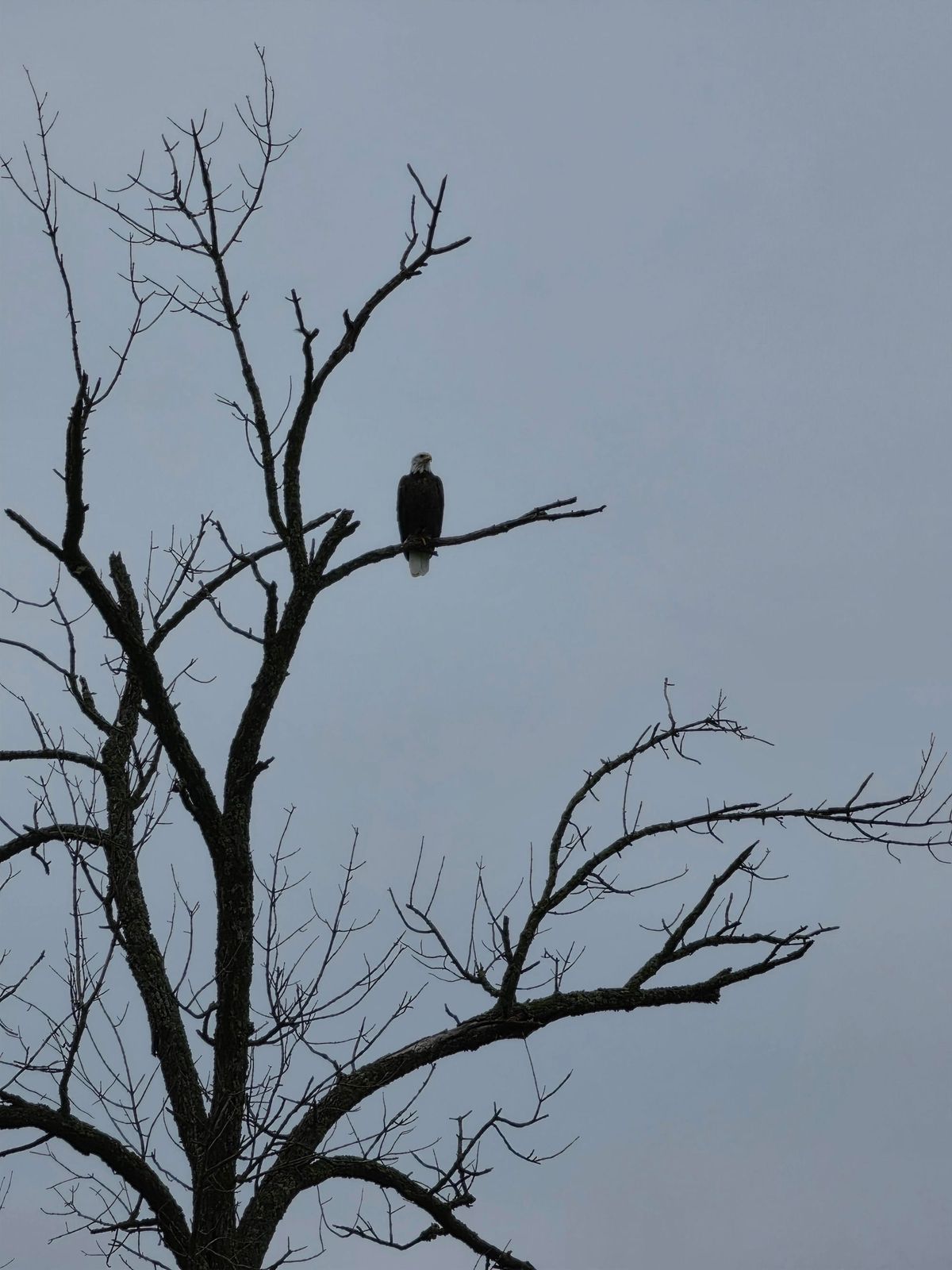 October 4, 2026 - Mark Primiano, Guest Birder