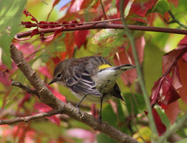 April 26, 2026 - Maggie Hendricks, Guest Birder