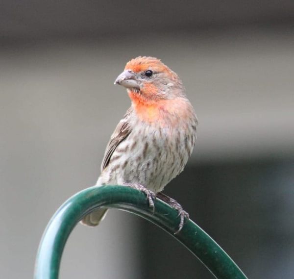 June 20, 2026 - Scott Hines, Guest Birder