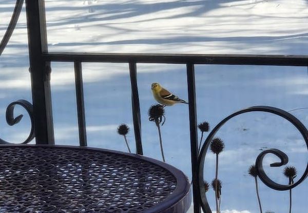 October 6, 2026 - Anna Andersen, Guest Birder