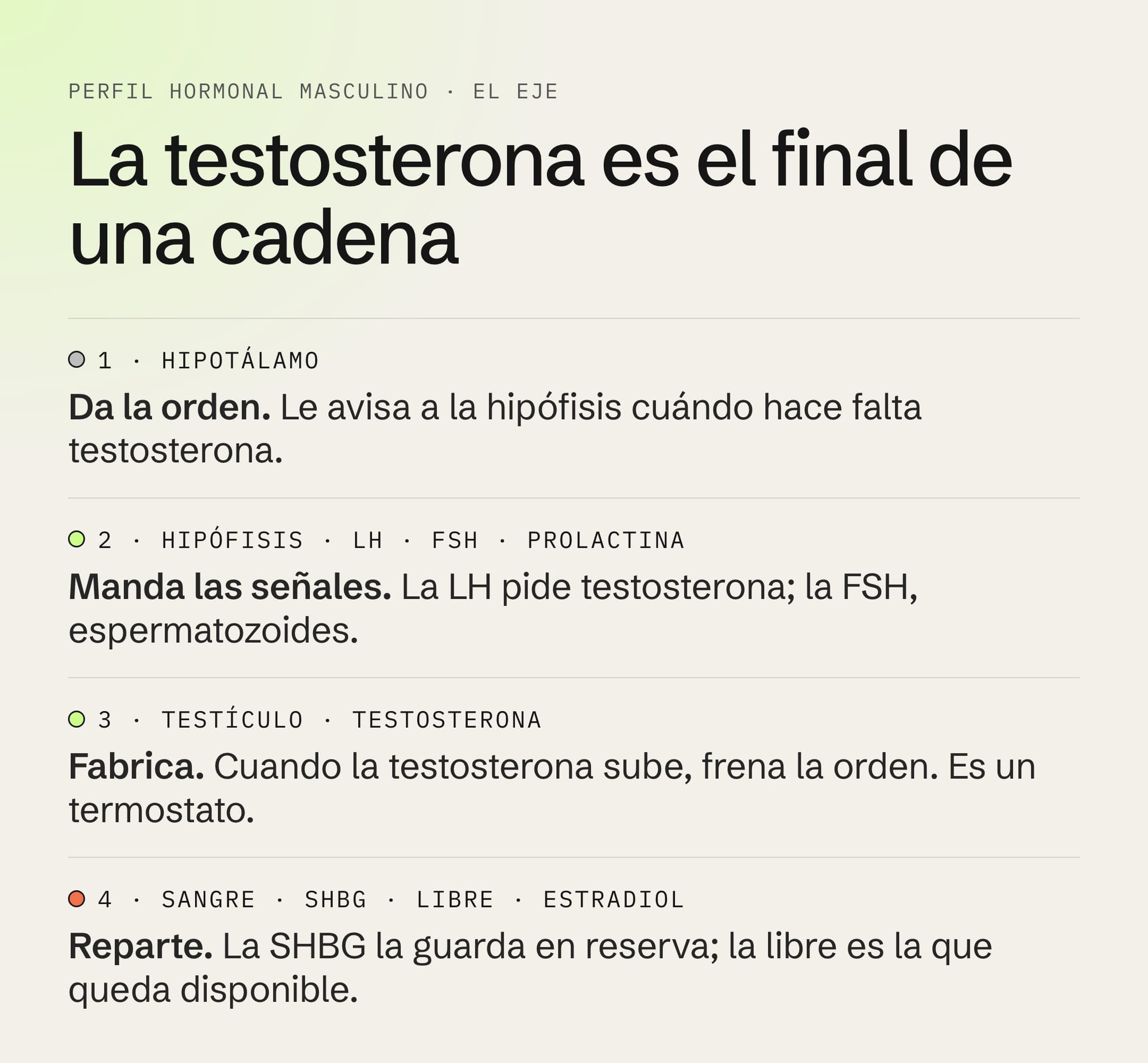 Estudios de testosterona: el eje hormonal masculino del hipotálamo a la hipófisis, el testículo y la sangre