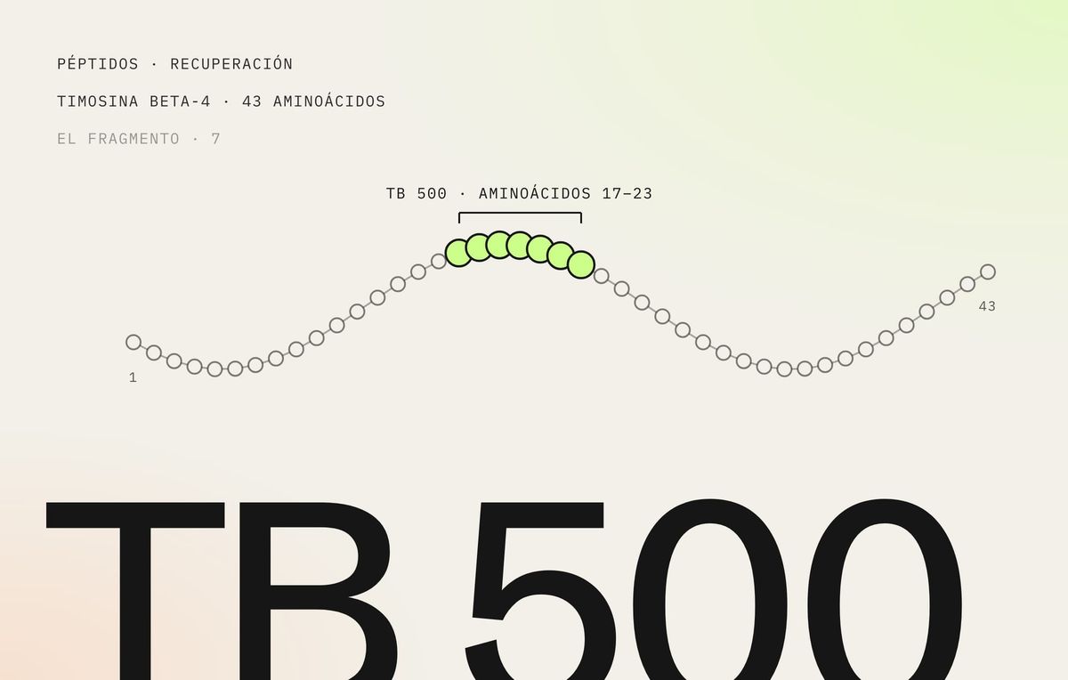 TB 500: cadena de 43 aminoácidos de la timosina beta-4 con los siete del fragmento resaltados en lima