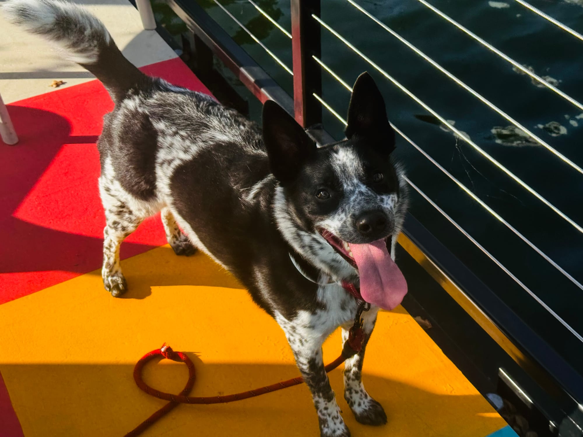 Fostering a Dog for a Family in Housing Transition & Being Saved Myself