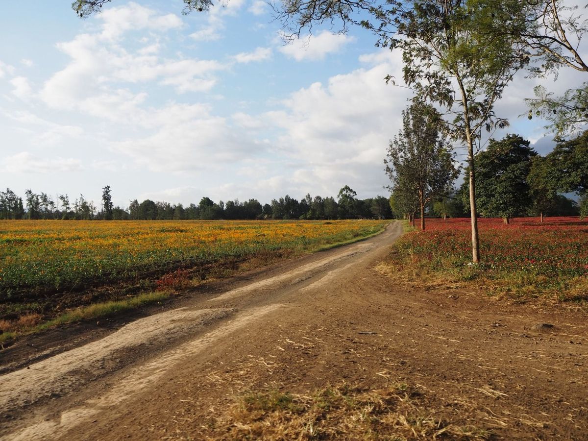 Sell Everything, Follow Me