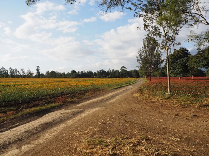 Sell Everything, Follow Me