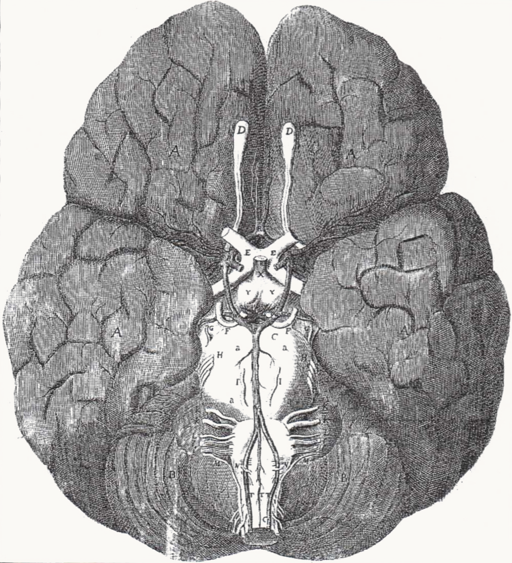 Circle of Willis, from Thomas Willis, Cerebri Anatome (1664), engraved by Christopher Wren
