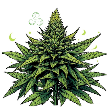 Sour Diesel Pre-Roll