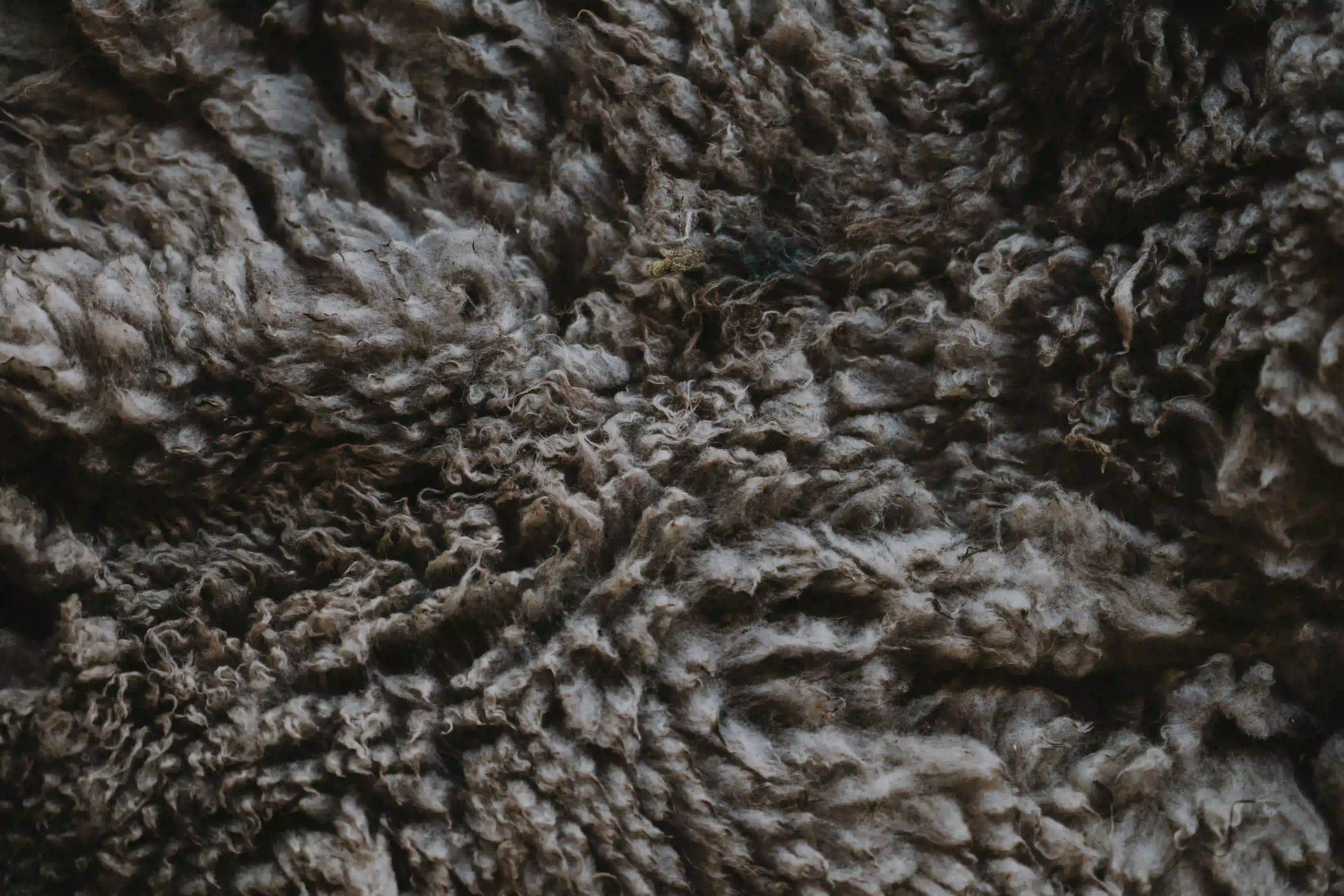 Merino wool; Unbound Merino, Merino sheep
