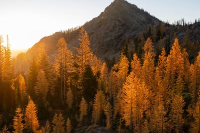 Braving the larch madness for orange blood