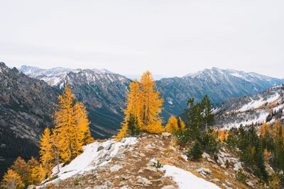 In Pictures, White Gold in the Cascades