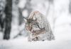 Lynx in a snowy forest scape, licking its paw