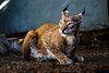 A lynx sitting crouched on the ground, looking off to the left with its magnificently pointed ears facing back