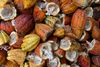 Cocoa bean shell husks