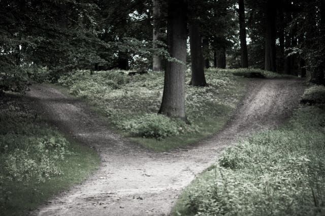 Photo of a crossroads in a forest