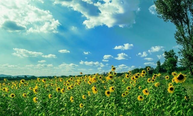 Photo of a yellow sunflower field under a blue and white sky