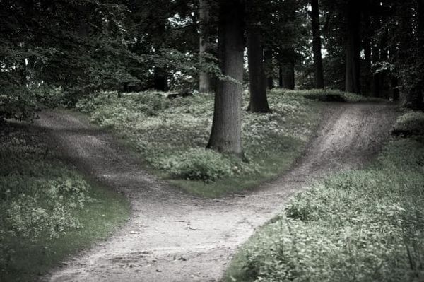 Photo of a crossroads in a forest