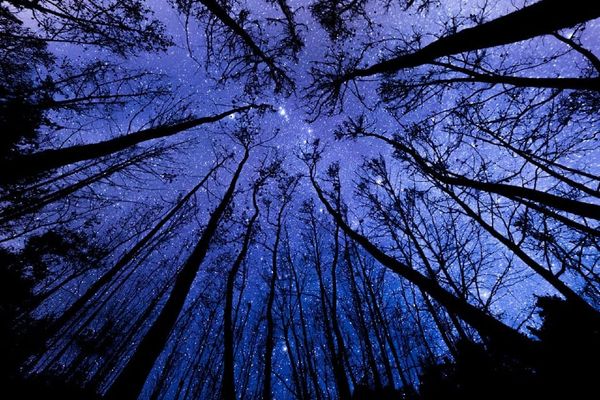 Photo looking upward of trees in a forest at night