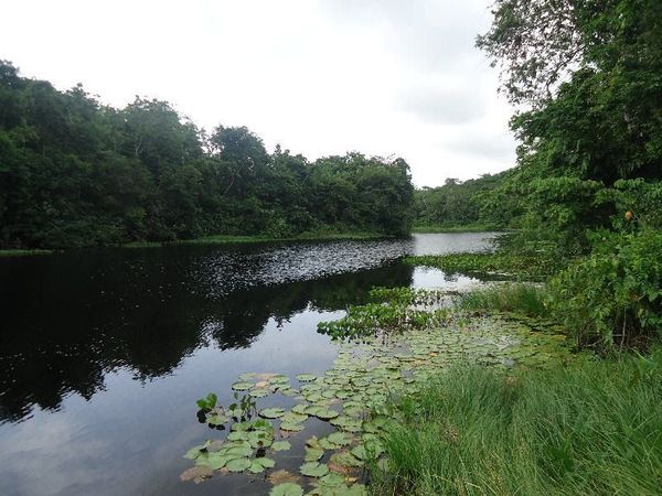 Veloce Racing become first 
  Extreme E team to offset pre-season carbon through forestry 
   REDD project in Para, Brazil