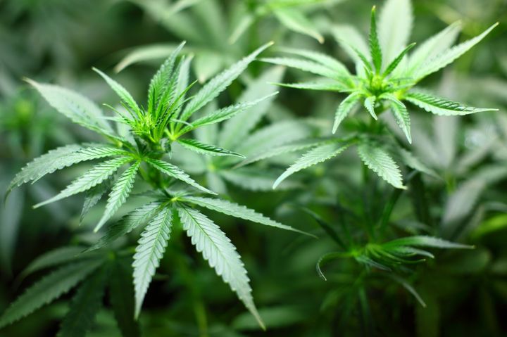 Survey Results: Nearly 40 Percent of Tech Employees Say They Consumed Cannabis in the Past Six Months