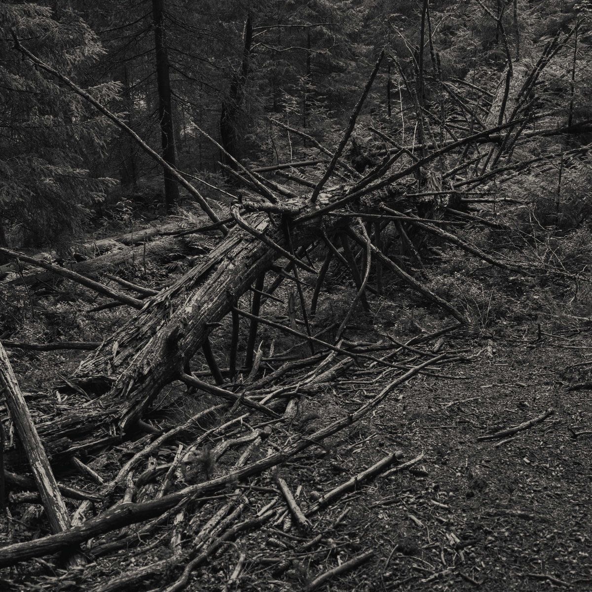 Review: Sult – Always I Gnaw