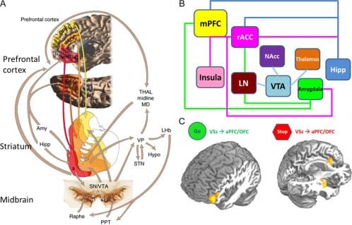 Improving Cognition: The Basics