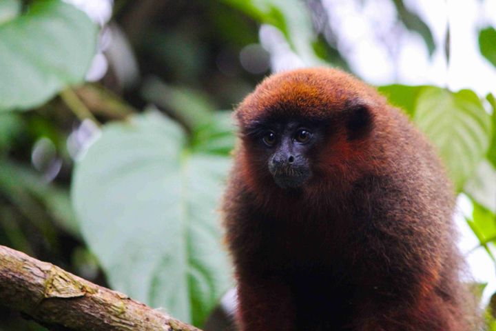 Photos of the Amazon