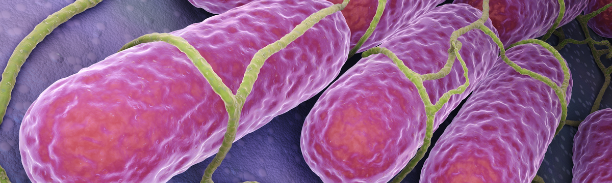 Salmonella Typhi (Typhoid Fever)
