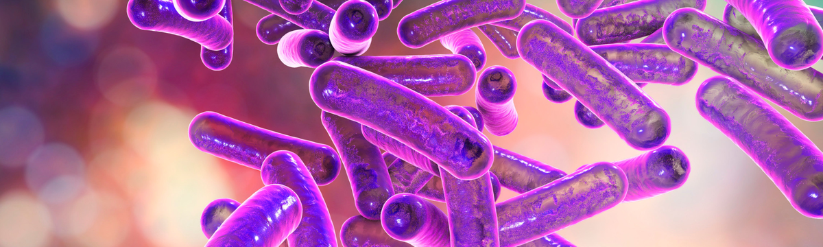 Shigella (Shigellosis)