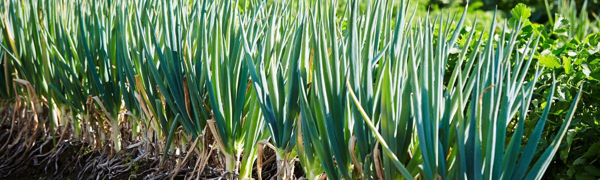 Spring Seasonal Foods: 2026