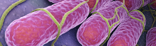 Salmonella Typhi (Typhoid Fever)