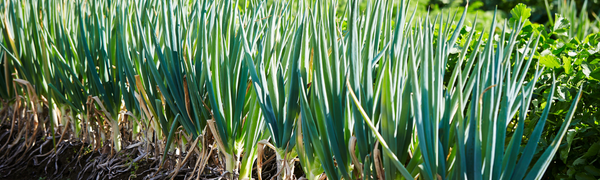 Spring Seasonal Foods: 2026