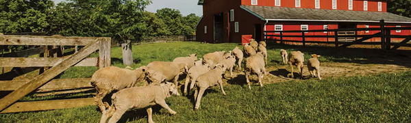 The Rise of Antibiotic-Resistant Bacteria in Food Supply Chains