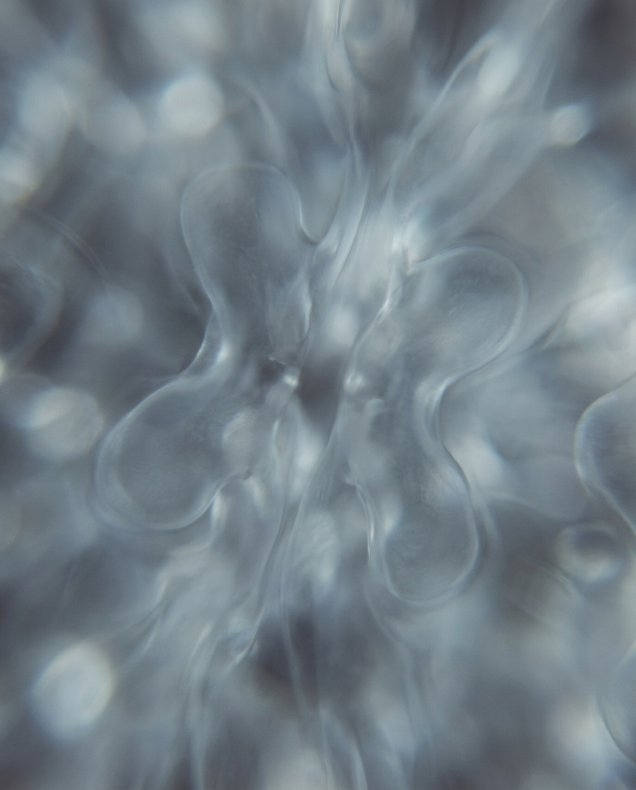 cool-cell-02-mitosis.png