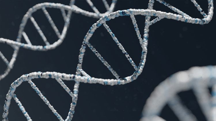 What Determines Lifespan: The 75% That Isn't Lifestyle