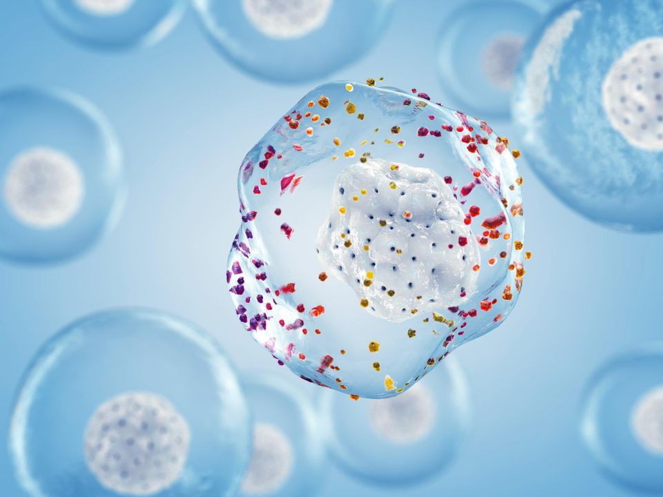 GGT: The Hidden Sentinel of Oxidative Stress and Heart Risk