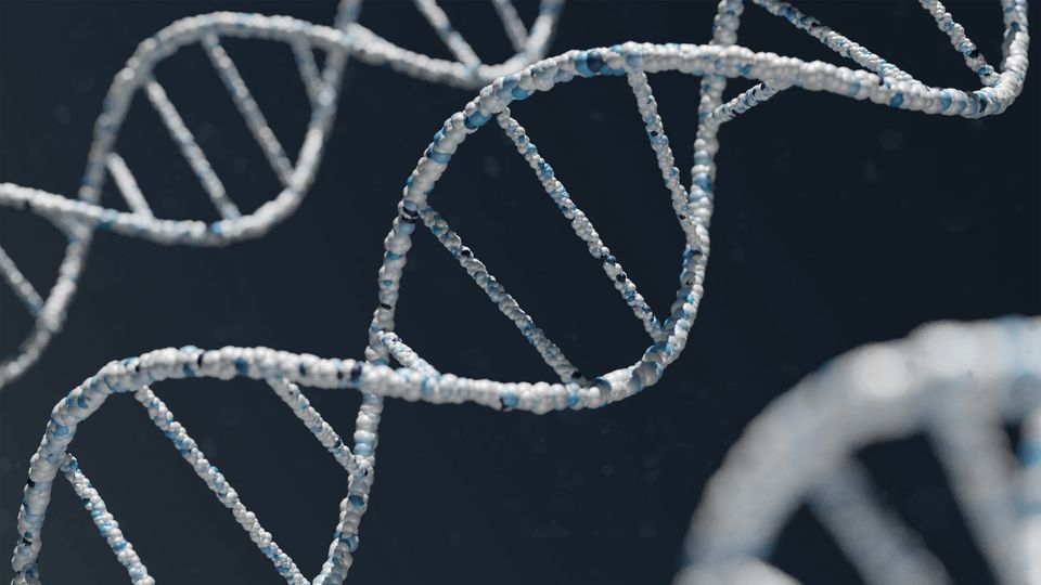 What Determines Lifespan: The 75% That Isn't Lifestyle