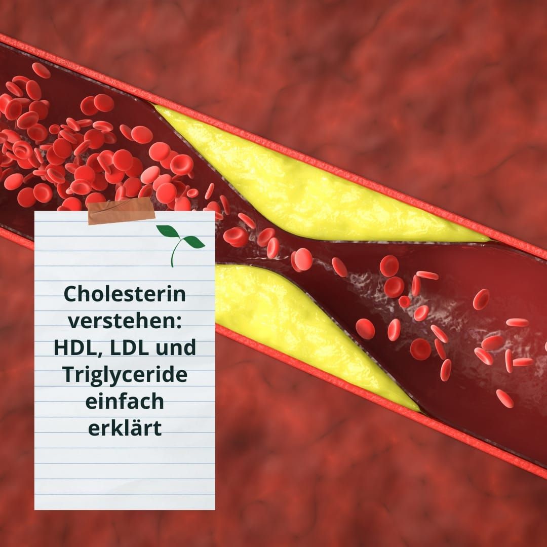 Cholesterin verstehen: HDL, LDL und Triglyceride einfach erklärt