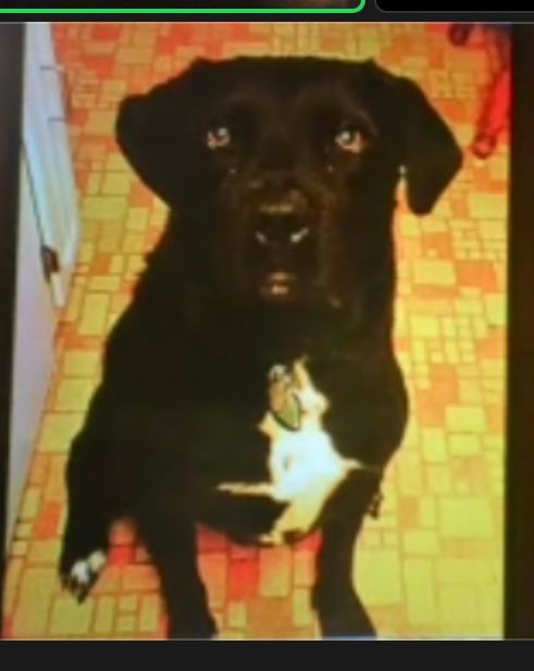 Niamh’s Corner - I'm now a dog.