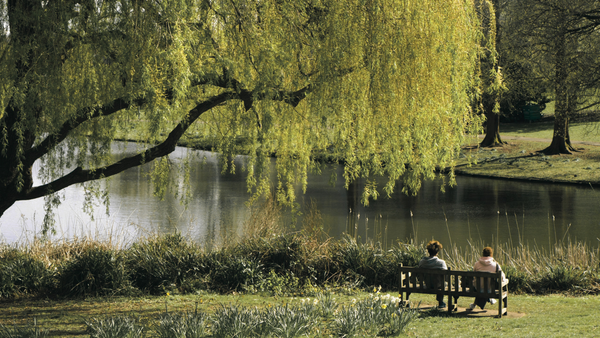 Willow